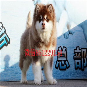 打造顶级雪橇犬阿拉斯加幼犬、大头版骨骼、高品质出售