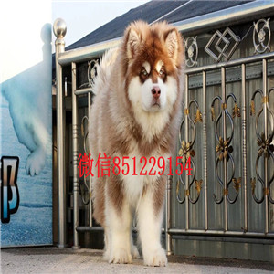 打造顶级雪橇犬阿拉斯加幼犬、大头版骨骼、高品质出售