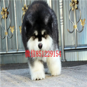 打造顶级雪橇犬阿拉斯加幼犬、大头版骨骼、高