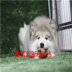 松原哪里有卖阿拉斯加犬黑色阿拉斯加赛级阿拉