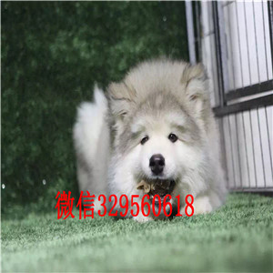 白山出售纯种巨型阿拉斯加阿拉斯加犬舍阿拉斯加图片