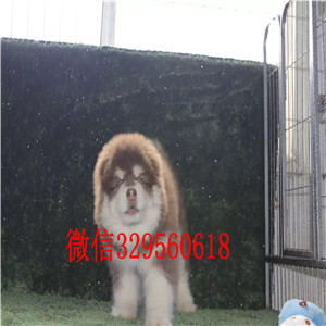 廊坊哪里能买到阿拉斯加黑色阿拉斯加阿拉斯加能长多大