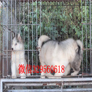 黄山哪里能买到阿拉斯加红色阿拉斯加巨型熊版阿拉斯加犬