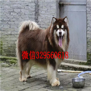 铁岭哪里能买到阿拉斯加阿拉斯加犬舍赛级阿拉斯加犬