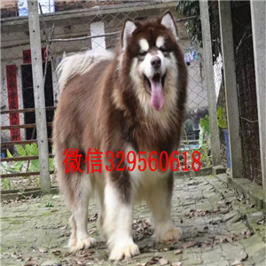 铁岭哪里能买到阿拉斯加阿拉斯加犬舍赛级阿拉斯加犬