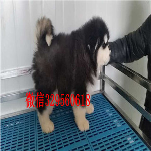 黄山哪里能买到阿拉斯加红色阿拉斯加巨型熊版阿拉斯加犬