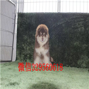 廊坊哪里能买到阿拉斯加黑色阿拉斯加阿拉斯加能长多大