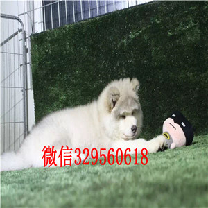 沙坪坝哪里能买到纯种阿拉斯加阿拉斯加狗场出