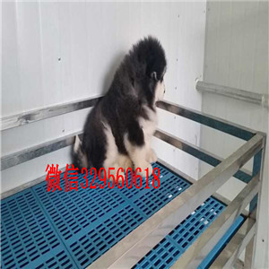 渝北出售阿拉斯加幼犬纯种的阿拉斯加多少钱阿