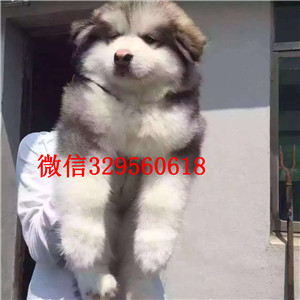 涪陵出售阿拉斯加幼犬阿拉斯加犬舍巨型熊版阿