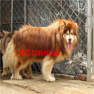 铁岭哪里有卖阿拉斯加纯种的阿拉斯加多少钱出售纯种阿拉斯加十字脸阿拉斯加