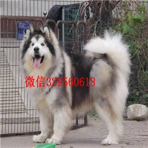 涪陵出售阿拉斯加幼犬阿拉斯加犬舍巨型熊版阿拉斯加出售黑色阿拉斯加