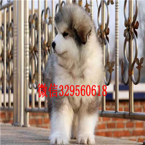 彭水哪里有卖阿拉斯加阿拉斯加犬舍出售纯种阿拉斯加阿拉斯加图片