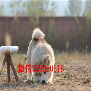 淮南出售阿拉斯加幼犬阿拉斯加犬舍出售纯种阿