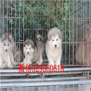 双桥哪里有卖阿拉斯加阿拉斯加狗场阿拉斯加能长多少斤黑色阿拉斯加