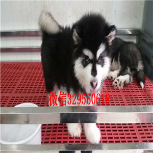 鸡西哪里有卖阿拉斯加阿拉斯加犬舍巨型熊版阿拉斯加出售红色阿拉斯加