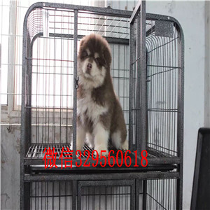 垫江哪里有卖阿拉斯加阿拉斯加狗场巨型熊版阿