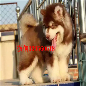 牡丹江哪里有卖阿拉斯加阿拉斯加犬舍阿拉斯加