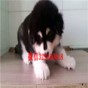 枣庄哪里能买到纯种阿拉斯加纯种的阿拉斯加多