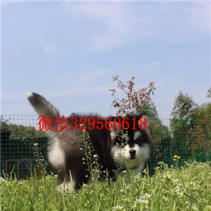 永川哪里能买到纯种阿拉斯加阿拉斯加犬舍阿拉斯加能长多少斤黑色阿拉斯加