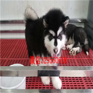 鸡西哪里有卖阿拉斯加阿拉斯加犬舍巨型熊版阿拉斯加出售红色阿拉斯加