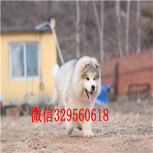 白山出售阿拉斯加幼犬阿拉斯加犬舍阿拉斯加能长多少斤红色阿拉斯加