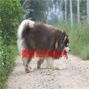 漯河哪里有卖阿拉斯加纯种的阿拉斯加多少钱巨