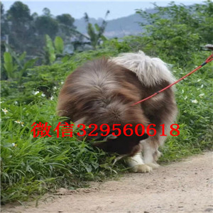 潼南哪里有卖阿拉斯加阿拉斯加狗场巨型熊版阿拉斯加出售黑色阿拉斯加