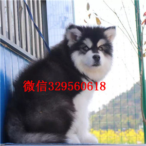 铜梁出售阿拉斯加幼犬阿拉斯加狗场出售纯种阿