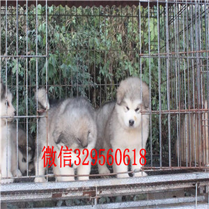 双桥哪里有卖阿拉斯加阿拉斯加狗场阿拉斯加能长多少斤黑色阿拉斯加