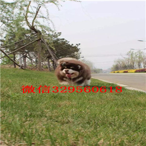漯河哪里有卖阿拉斯加纯种的阿拉斯加多少钱巨型熊版阿拉斯加出售阿拉斯加图片