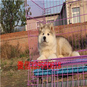 内江哪里有卖阿拉斯加阿拉斯加犬舍巨型熊版阿拉斯加出售红色阿拉斯加