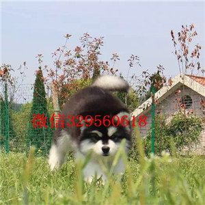 永川哪里能买到纯种阿拉斯加阿拉斯加犬舍阿拉斯加能长多少斤黑色阿拉斯加