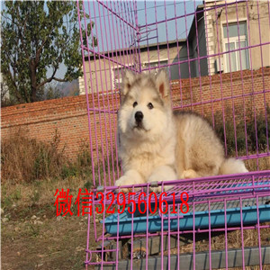 南岸哪里能买到纯种阿拉斯加阿拉斯加狗场出售