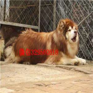璧山出售阿拉斯加幼犬阿拉斯加狗场巨型熊版阿