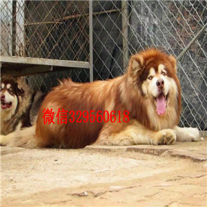 铁岭哪里有卖阿拉斯加纯种的阿拉斯加多少钱出售纯种阿拉斯加十字脸阿拉斯加