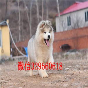白山出售阿拉斯加幼犬阿拉斯加犬舍阿拉斯加能长多少斤红色阿拉斯加