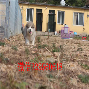 双桥哪里有卖阿拉斯加阿拉斯加狗场阿拉斯加能