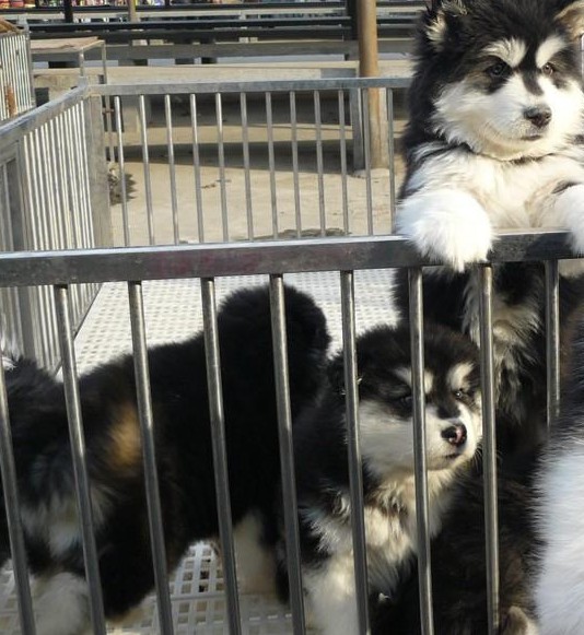 泸州卖阿拉斯加泸州买阿拉斯加泸州狗场出售纯