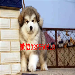 彭水哪里有卖阿拉斯加阿拉斯加犬舍出售纯种阿