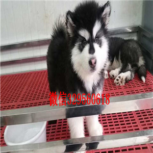 鸡西哪里有卖阿拉斯加阿拉斯加犬舍巨型熊版阿