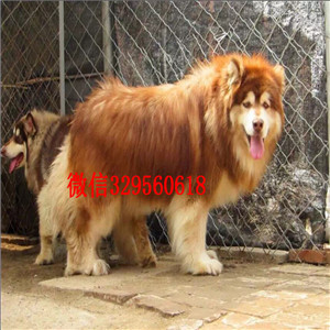 铁岭哪里有卖阿拉斯加纯种的阿拉斯加多少钱出售纯种阿拉斯加十字脸阿拉斯加