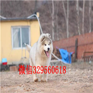白山出售阿拉斯加幼犬阿拉斯加犬舍阿拉斯加能长多少斤红色阿拉斯加