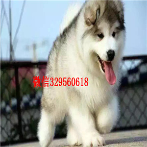 绥化出售阿拉斯加幼犬阿拉斯加犬舍出售纯种阿