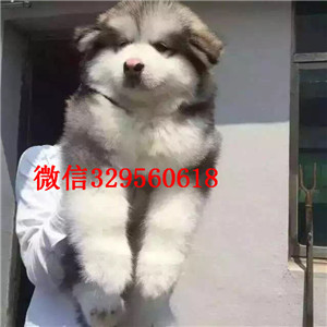 涪陵出售阿拉斯加幼犬阿拉斯加犬舍巨型熊版阿拉斯加出售黑色阿拉斯加