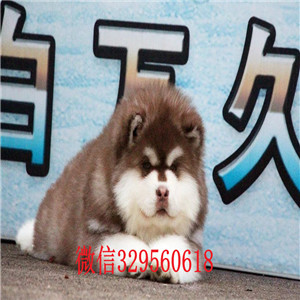 汕头哪里有卖阿拉斯加犬熊版阿拉斯加阿拉斯加图片赛级阿拉斯加