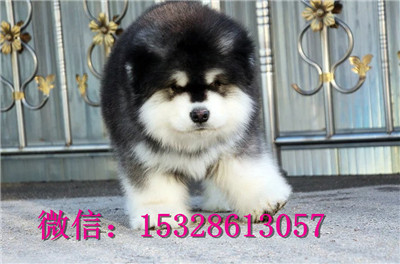 鹤岗1哪里的阿拉斯加健康红十字阿拉斯加价格阿拉斯加图片阿拉斯加犬舍