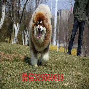 昌吉哪里能买到阿拉斯加熊版阿拉斯加阿拉斯加图片双血统阿拉斯加