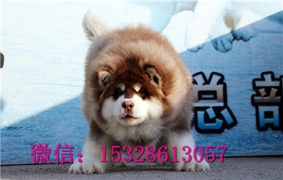 日照哪里能买到纯种阿拉斯加红十字阿拉斯加价格巨型阿拉斯加图片阿拉斯加犬舍