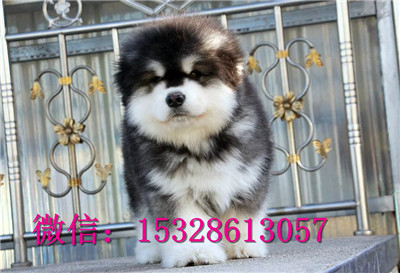 延安阿拉斯加雪橇犬出售灰桃阿拉斯加多少钱双
